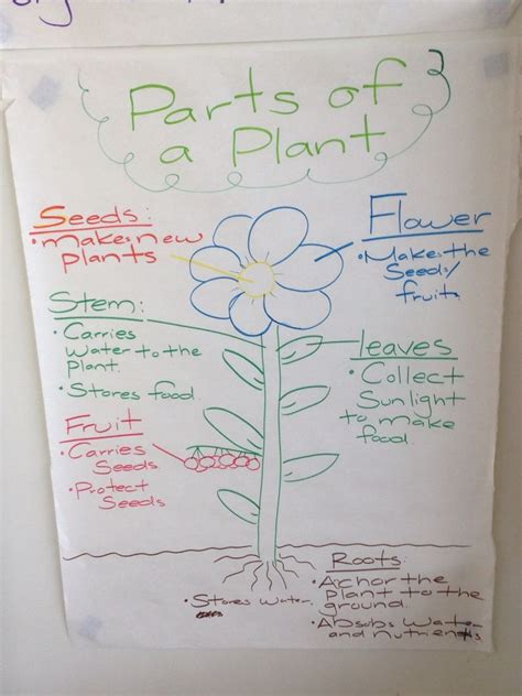 5th Grade Parts Of A Plant