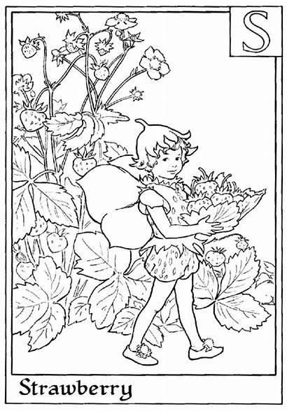 Coloring Fairy Flower Fairies Strawberry Alphabet Sheets