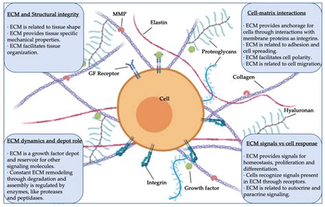 A Guide To The Composition And Functions Of The Extracellular Matrix