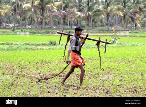 Indian Agriculturekerala Agriculturepalakad Paddy Fieldindian Farmer