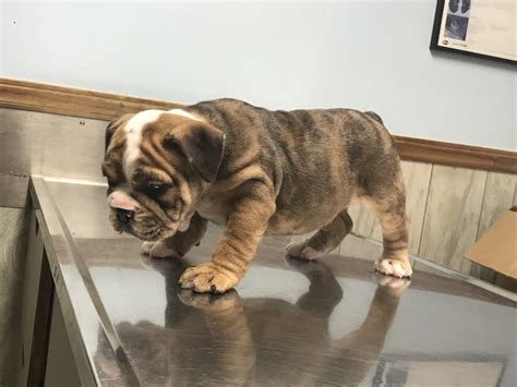 Caring of the english bulldog is simple as he only requires regular brushing by using a rough cloth and minimal exercise. Old English Bulldog Puppies For Sale | Spartanburg, SC #275202