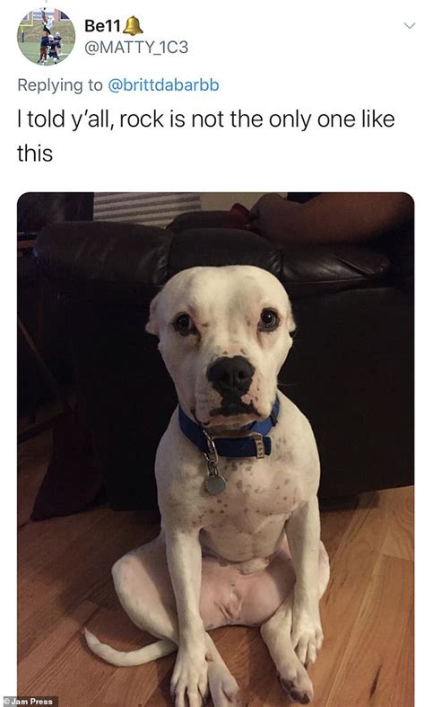 Woman Photographs Her Dog Sitting Like A Human In Viral Twitter Thread