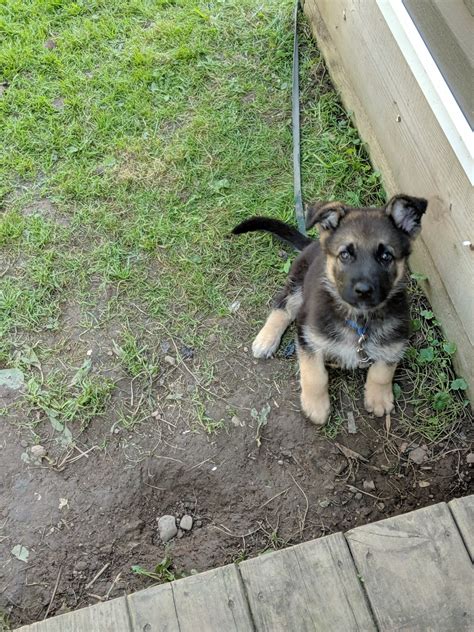 I have a hundred percent czech line litter available now three bla… German Shepherd Puppies For Sale | Rochester, NY #310926