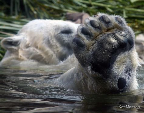 Polar Bear Foot By Kat Meezan Redbubble
