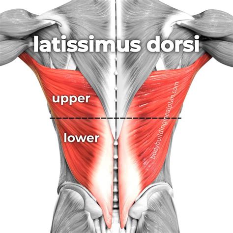 Lower Lat Anatomy Body Muscle Anatomy Latissimus Dorsi Lower Back