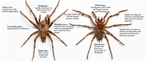 What Are Spiders Arachnophilia Online Exhibitions Across Cornell