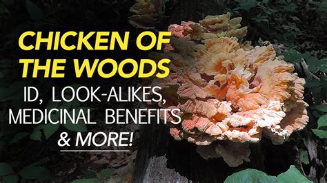 Chicken Of The Woods Identification Look Alikes Medicinal Benefits