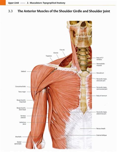 Pin By Qiuqiu On 应试 人物 Neck And Shoulder Muscles Shoulder Muscle