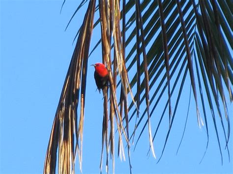 Cardinal Honeyeater Male Jdf92 Flickr