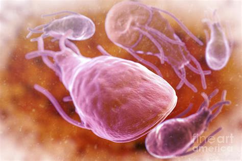 Giardia Lamblia Parasites Photograph By Science Picture Co