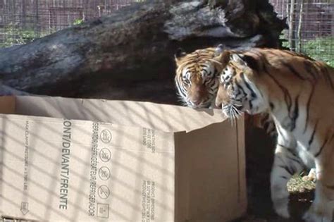 15 Big Cats Who Love Boxes More Than House Cats Cuteness