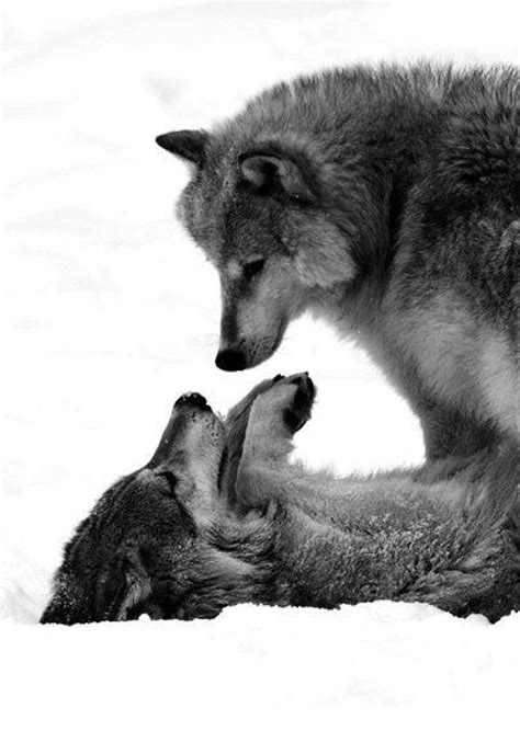 Amor entre lobos Гиеновые собаки Волчак Фотографии животных