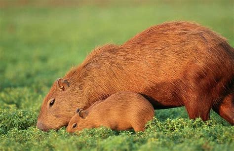 Capybara Mother And Baby Grazing Photos Framed Prints Puzzles 5259422