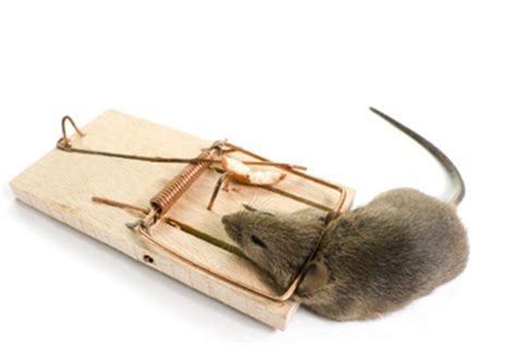 Aufrufe 701 tsd.vor 8 years. A mouse in a trap - Home Pest Control