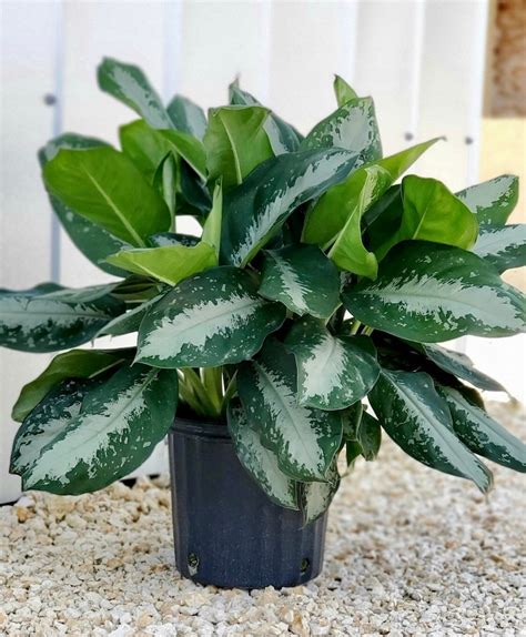 Populer 36 Aglaonema Key Largo