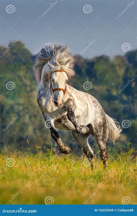 White Horse In Motion Stock Image Image Of Hill Field 76229549