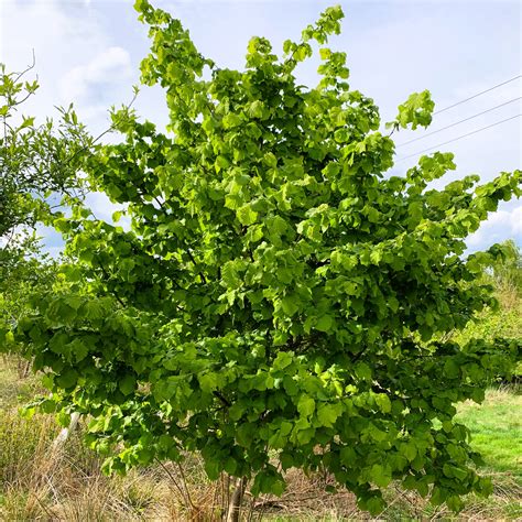 Hazel Tree Corylus Avellana Pot Grown Free Delivery Cotswold Trees