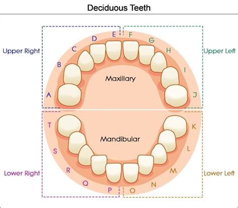 Chart Of Primary Teeth