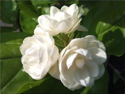 5 Arabian Jasmine Seeds Rare Tropical Fragrant Flower Etsy Fragrant