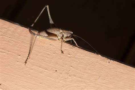 Top 15 How To Get Rid Of Crickets In House