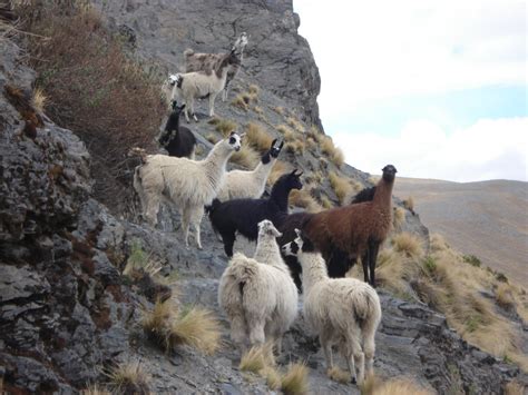Talking Trails Farm Animals In Peru And Bolivia