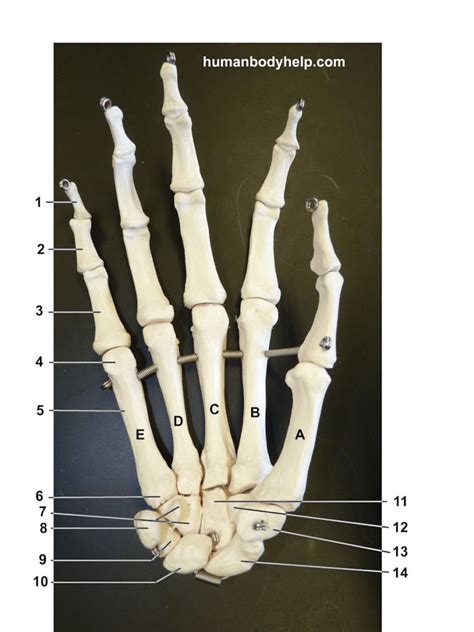 Hand Bones Anterior Human Body Help