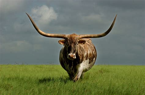 Dna Proves Texas Longhorns Descend From Columbus Cattle