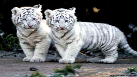 White Siberian Tiger Cubs In Snow Amazing Wallpapers