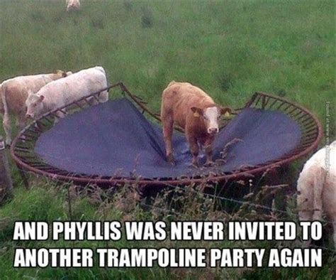 Funny Cow Memes Plus Friday Frivolity Blog Party Munofore