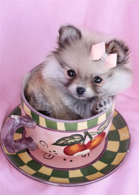 Teacup Pomeranian Puppy By Teacups Puppies And Boutique With Images