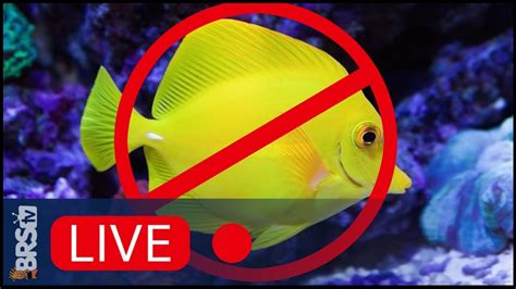 Thoughts On Hawaii Aquarium Fishing Ban And Visions Of The Future For Our