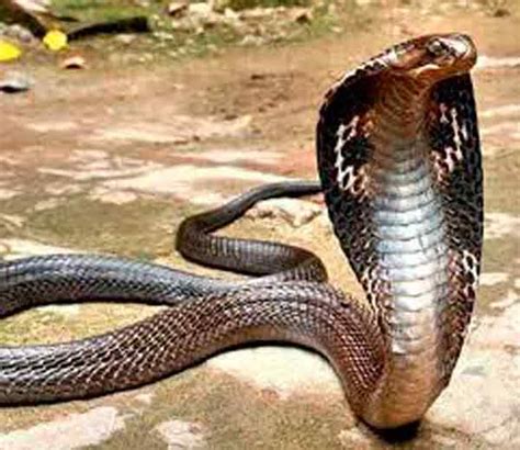 10 Most Dangerous Animals Of India साप चावल्याने दरवर्षी होतो 5000