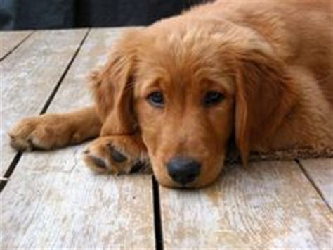 Are you looking for the perfect all around family pet? 1000+ images about Dark Goldens on Pinterest | Red golden ...