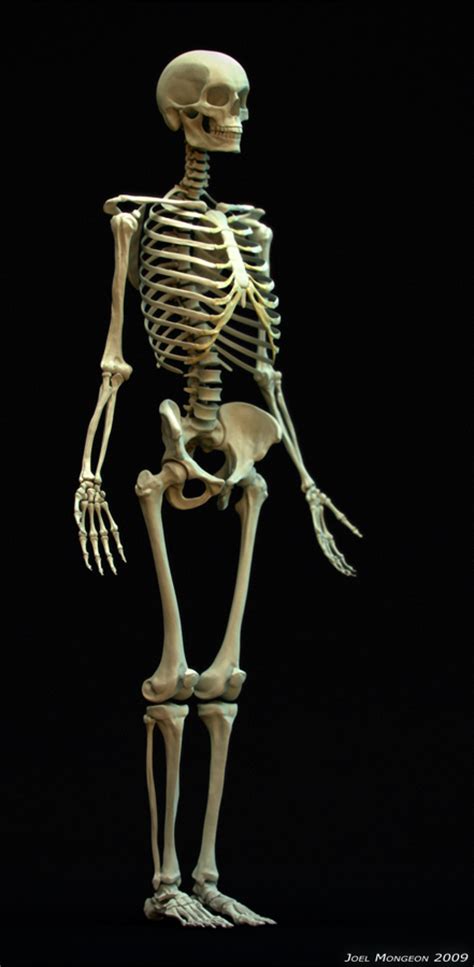 Skeleton Study