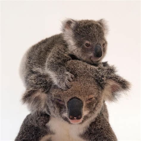 After Giving Birth A Female Koala Carries Her Baby In Her Pouch For