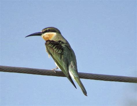 Birding For A Lark To Awash National Park Ethiopia National Parks