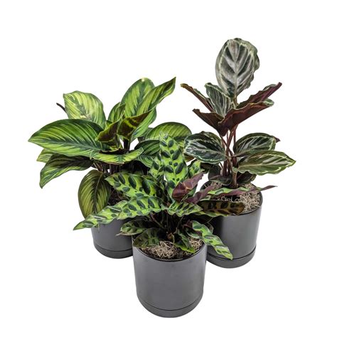 Striped And Spotted Houseplant Collection Easy To Grow Bulbs