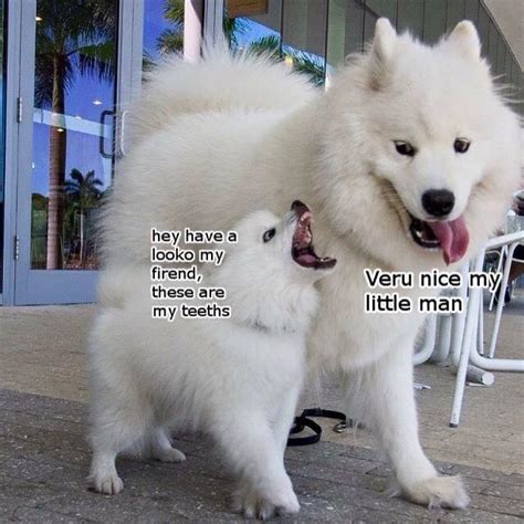 22 Of The Best Samoyed Dog Memes The Paws