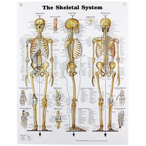 The axial skeleton consists of the bones of the skull, face and spine together with the ribs and breastbone. Human Skeletal System Chart | Skeleton Anatomy | Human ...