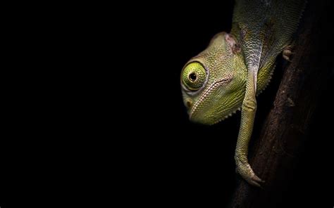 Chameleon Full Hd Wallpaper And Background Image 1920x1200 Id341392