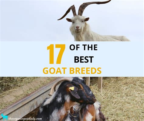 17 Of The Best Goat Breeds The Organic Goat Lady