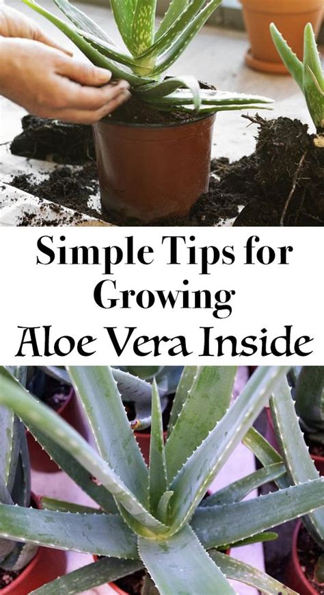 Aloe vera pflanze roh essen? 10 einfache Tipps für das Wachstum von Aloe Vera im ...
