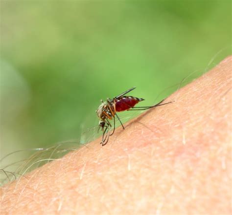 Mosquito Sucking Blood Stock Photo By ©apichart 53663047