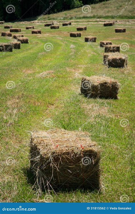 Square Hay Bales Stock Photo Image Of Grass Spring 31815562