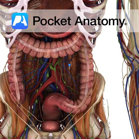 Sigmoid Arteries Pocket Anatomy