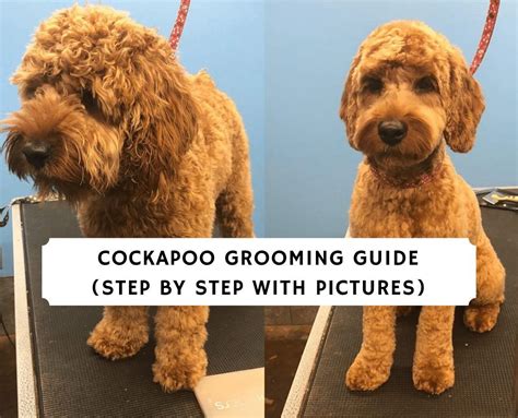 Cockapoo Grooming Guide Step By Step We Love Doodles Cockapoo