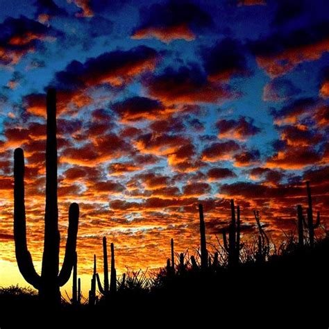 Saguaros Dancing In The Beautiful Sunset In Tucson Arizona Photo Via