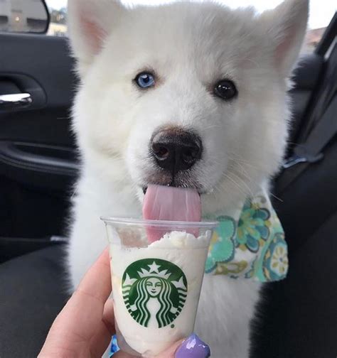 Formydoggycom On Twitter Dogs And Starbucks Starbucks