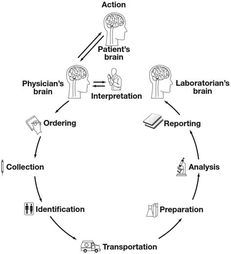 The ‘brain To Brain Loop Depicting The Steps In The Process Of