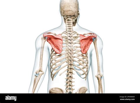 Shoulder Blade Muscle Anatomy